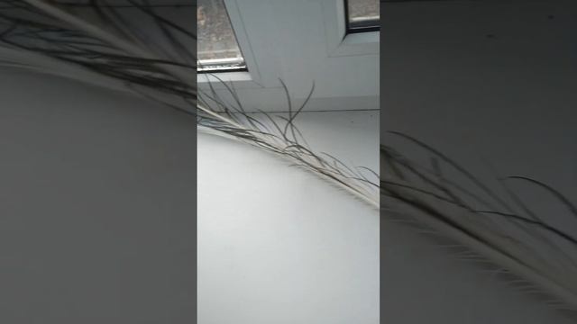 Это тот самый автобус? смотреть онлайн