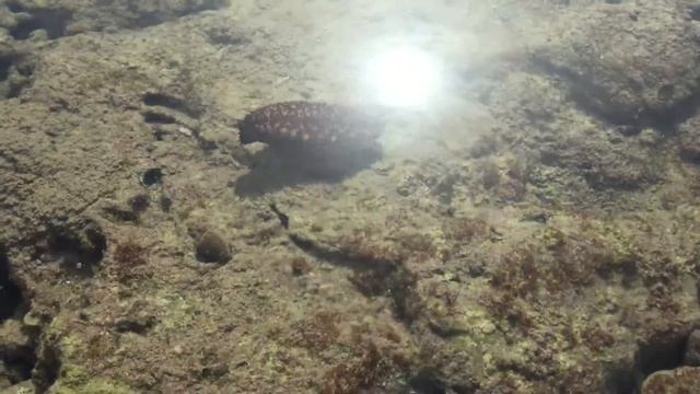 Морской Огурец смотреть онлайн