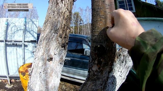 Прививка груши на яблоню шуруповертом и результат через 2 недели смотреть онлайн
