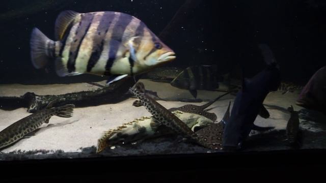 Datnioides, potamotrygon, polypterus, lepisosteus смотреть онлайн