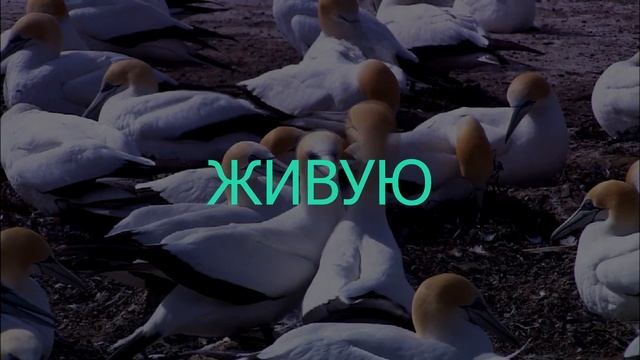 Живая природа смотреть онлайн