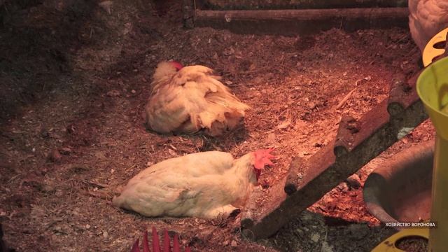 Подстилка в курятнике смотреть онлайн