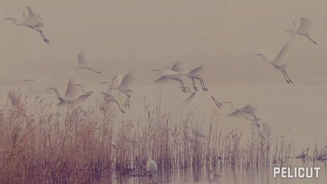 Журавли. смотреть онлайн