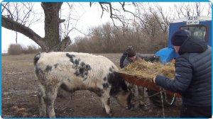 СДАЛИ 500 кг МЯСА ПЕРЕКУПАМ, РЕЗУЛЬТАТ ГОДОВАЛОГО СОДЕРЖАНИЯ БЕЛЬГИЙСКОЙ ГОЛУБОЙ, ЖИЗНЬ В ДЕРЕВНЕ