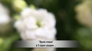 ЯРКОЕ ПЛАМЯ 3 серия РУССКАЯ ОЗВУЧКА турецкий сериал