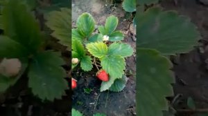 Прекрасные клубники