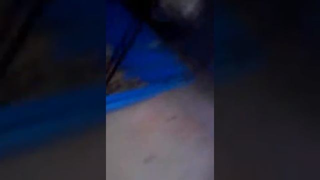 День рождения морской свинки Жорки смотреть онлайн