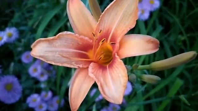 Доверенное 489 серия русская озвучка | Яман боится предать Сехер смотреть онлайн