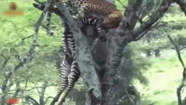леопард укусить до смерти лошадь зебры, положить добычу на дерево - наслаждаться жизнью смотреть онлайн