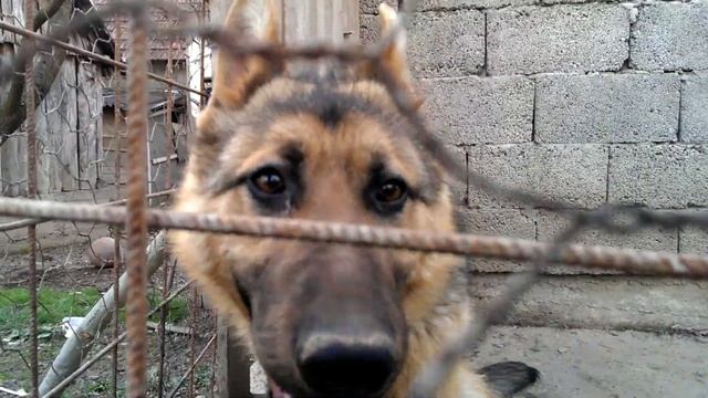 Day In The Life Of A German Shepherd 2019