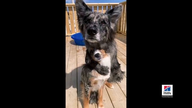 Hill's Pet Nutrition UK & IE: Science Did That 15 Dog смотреть онлайн