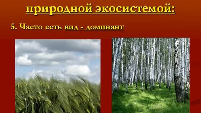 Агроценозы.AVI