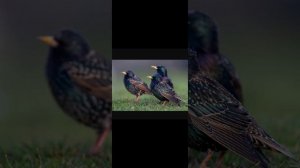 А.Куприн//Скворцы