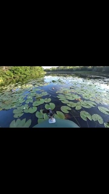 Болотный КАРАСЬ на ПОПЛАВОК #shorts смотреть онлайн
