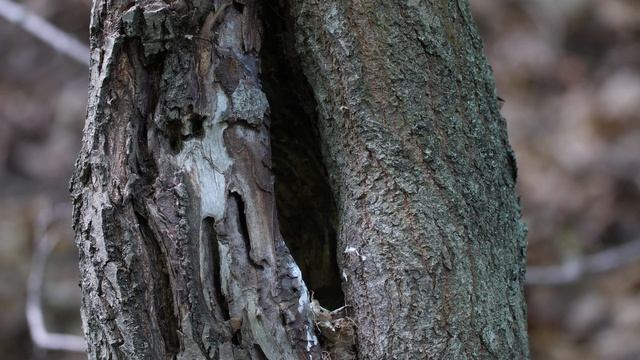 Гнездо зарянки 190606-10 в полудупле Рязанская область. Птенцы смотреть онлайн
