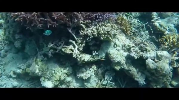 Coral Club Живая вода Coral   Mine