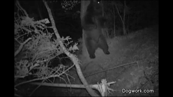 Bear Dance Will Smith - Gettin Jiggy (Медведь Танцует)