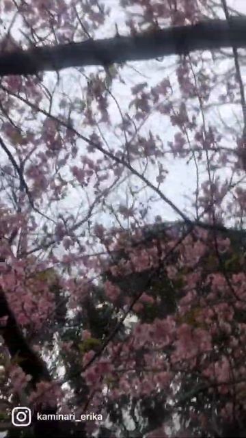🌸 SAKURA 🌸 Cerezos en Flor 桜▫️TOKYO 2021🎌 🔴【JAPÓN 2021】JAPAN #Shorts смотреть онлайн