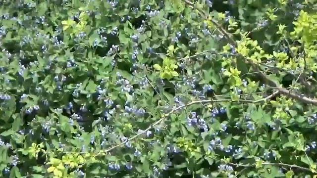 Весеннее цветение