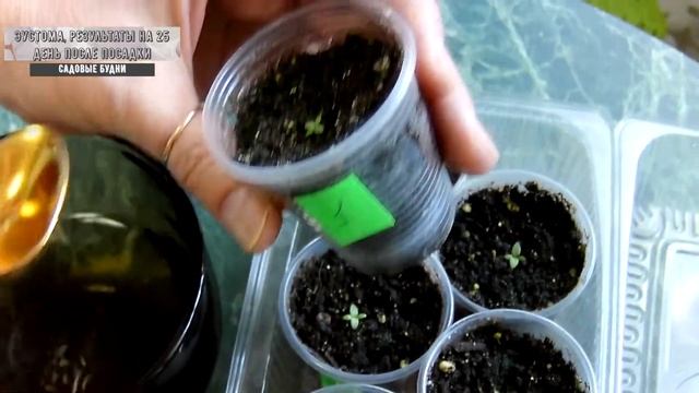 Эустома результаты на 25 день после посадки