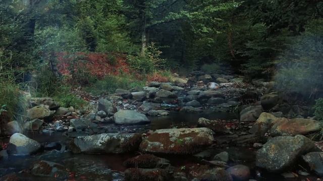 Мелодия живой природы смотреть онлайн