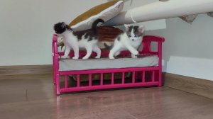 Эти очаровательные котята поднимут вам настроение своей игрой.