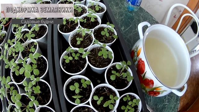Дрожжевая подкормка земляники ремонтантной смотреть онлайн