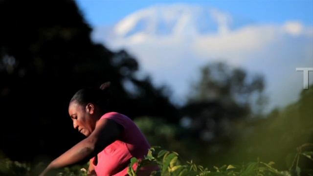 Tanzania Coffee Research Institute (TACRI) смотреть онлайн