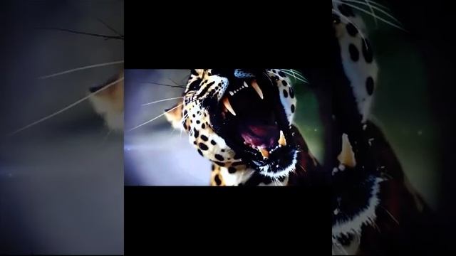 Живая природа смотреть онлайн