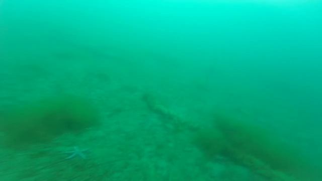 Подводная охота на гребешка.  Scallop Spearfishing