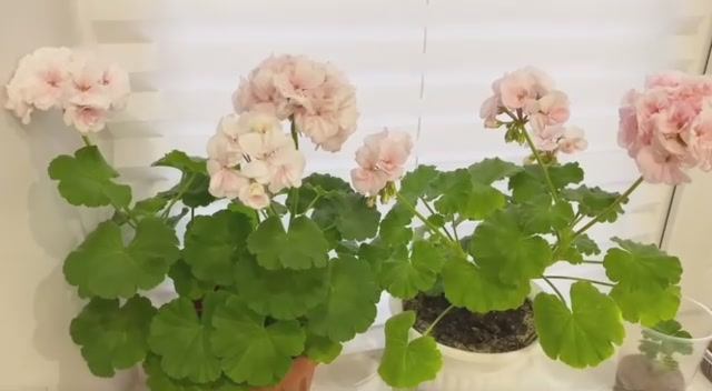 Как добиться пышного цветения герани. смотреть онлайн