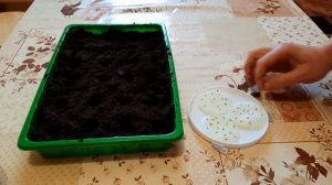 Посадка семян томатов на рассаду. Наш первый опыт в прошлом году.