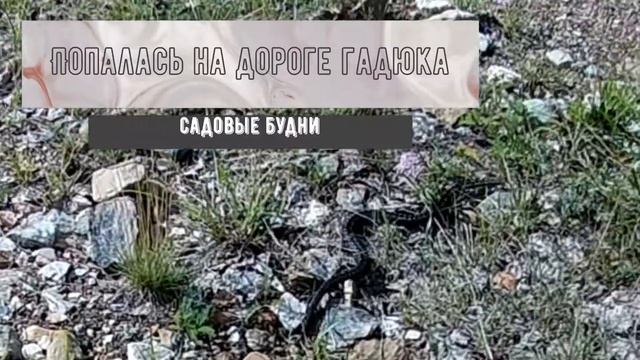 Гадюка на дороге провожаем в лес смотреть онлайн