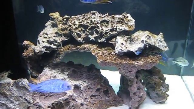 Malawi Hap Tank Right End смотреть онлайн