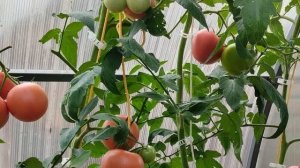 Томат Лось. Томат - помидорный автомат!