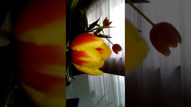 Песенка про Вику смотреть онлайн