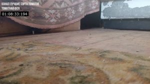 Ультразвук от мышей и крыс Мыши и крысы уйдут навсегда!!!  Звук от мышей и крыс