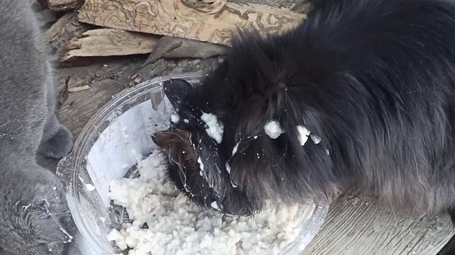🐱CATS EAT PORRIDGE. КОТЫ ЕДЯТ КАШУ. смотреть онлайн