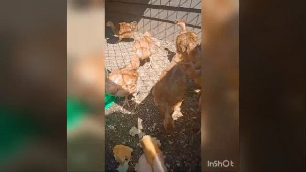 ДЕЛАЮЩИЙ ДОБРО или SAKPANOV MANSUR. МАНСУР ОТКРЫВАЕТ СБОР СЕРГЕЮ НА БАНЮ. ПОЕЗДКА К ВРАЧУ ОТМЕНИЛАС