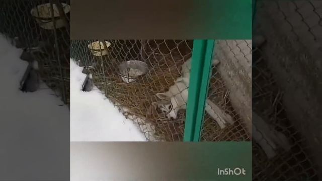 Моё путешествие к бабушке 🤶 мои зимние каникулы! ❤️ смотреть онлайн