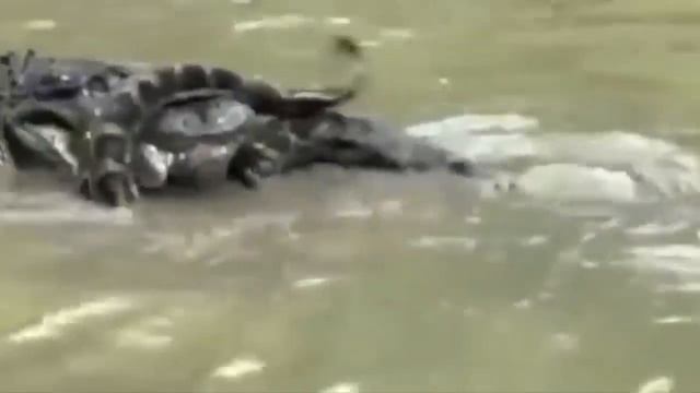 10 СУМАСШЕДШИХ БИТВ ЖИВОТНЫХ СНЯТЫХ НА КАМЕРУ   Лев,Буйвол,Крокодил,Слон,Медведь