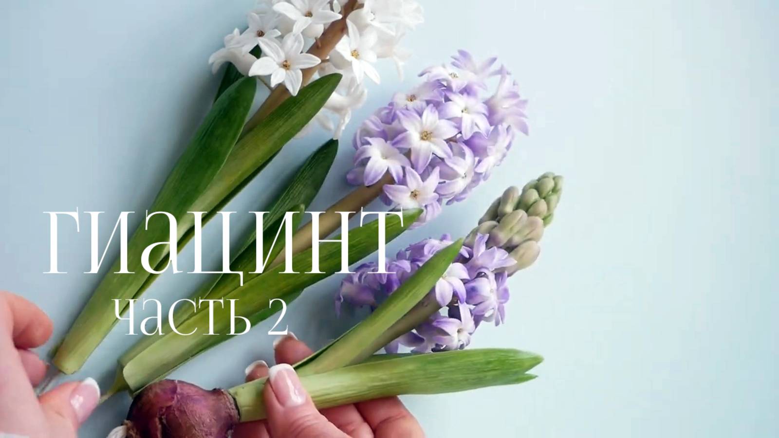 Гиацинт часть 2