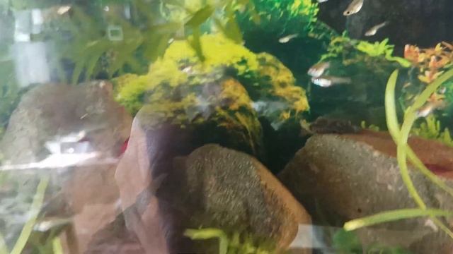 Aqua Tera pepinojoe 🦐🐬🦐(3) смотреть онлайн