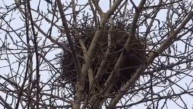 Вылупилось и улетело смотреть онлайн