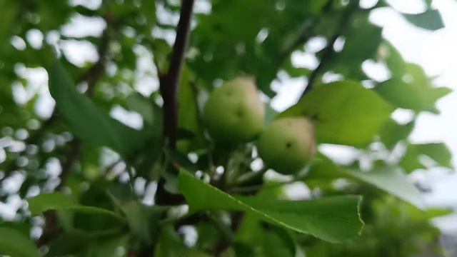 Сад от ТЛЕЙ ЗАЩИЩАЕТ прекрасно сочная живая растущая трава ОСОТ смотреть онлайн