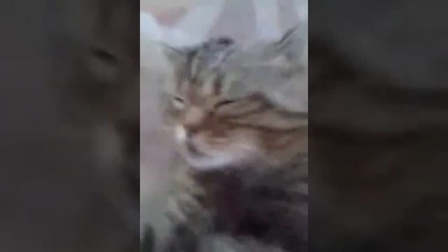 Кот байкот смотреть онлайн