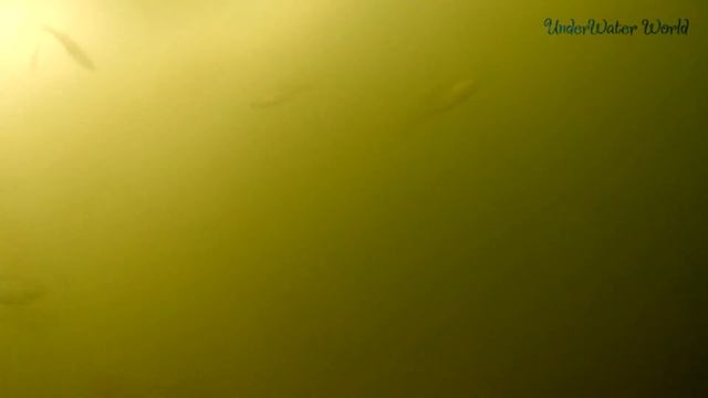 Что происходит подо льдом в бесклёвье? Подводная съёмка. смотреть онлайн