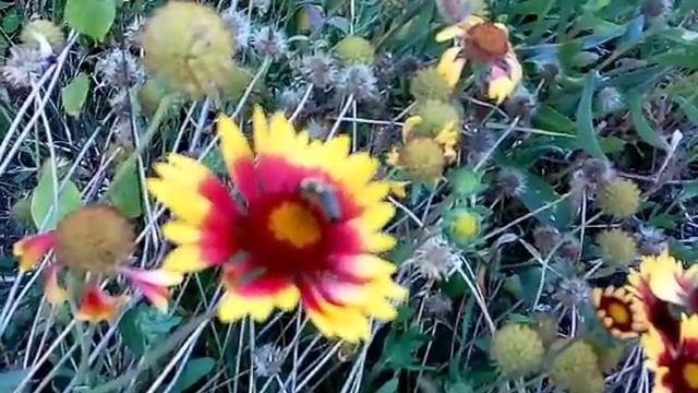 Осенний сад. смотреть онлайн