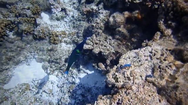 2018 Bora Bora Coral Garden смотреть онлайн