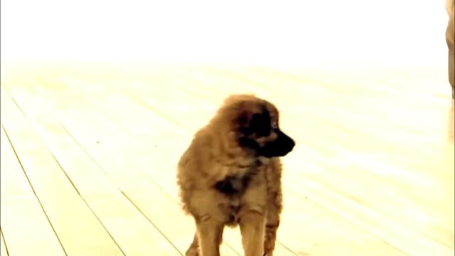 тини лав мультфильм